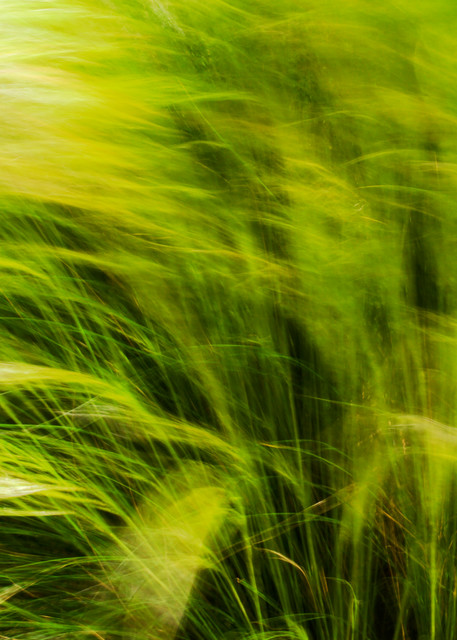 Grass Blowing Photography Art | Carol's Little World