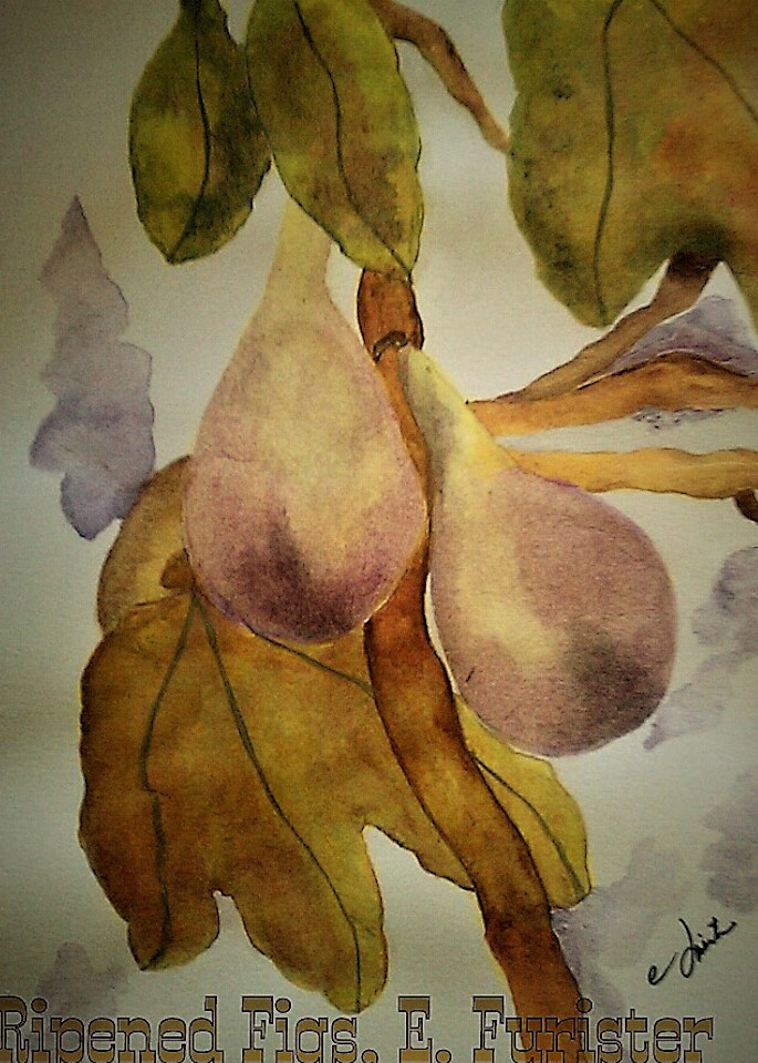 Purple, Figs, watercolor