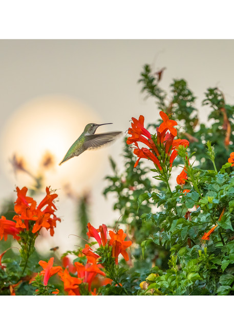 Hummingbird With Moon Photography Art | Tim Laman Photography