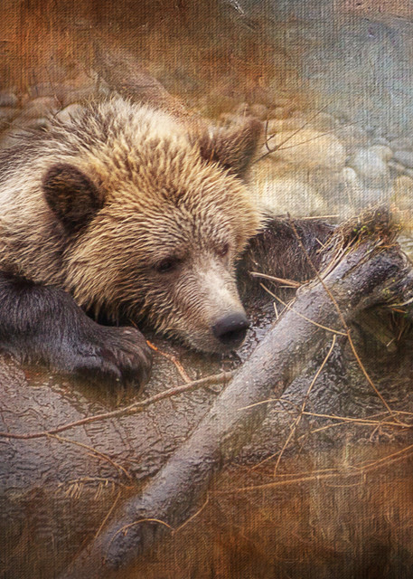Orford Grizzly Cub Photography Art | Shelly Priest Photography