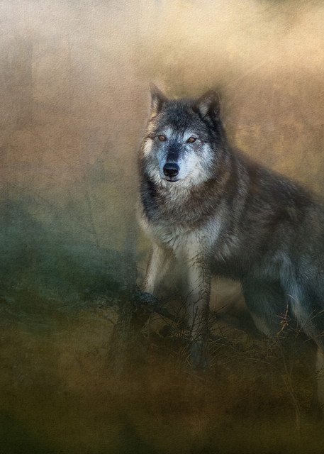 Tundra Wolf Photography Art | Shelly Priest Photography