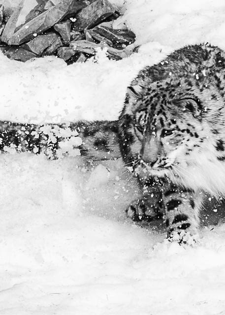 Snow Leopard Photography Art | Shelly Priest Photography