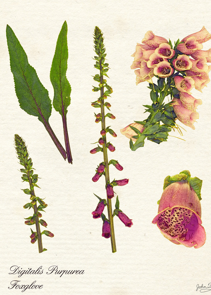 Digitalis purpurea Botanical Print Art | Shop Prints | Zigzag Mt Art