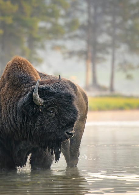 Bull Bison at Nez Perce Ford  #2152