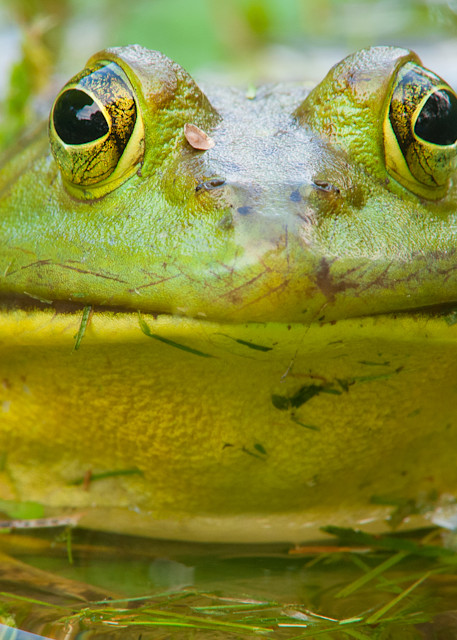 Kermit