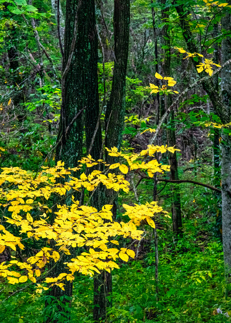 Fall Rising - Smoky Mountains autumn colors fine-art photography prints