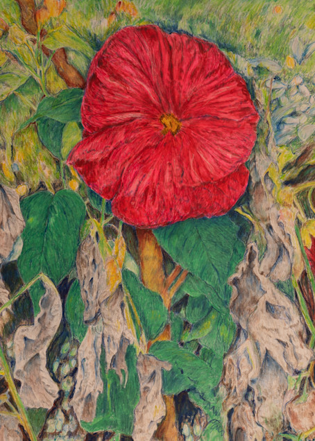 color, pencil, hibiscus,  too late