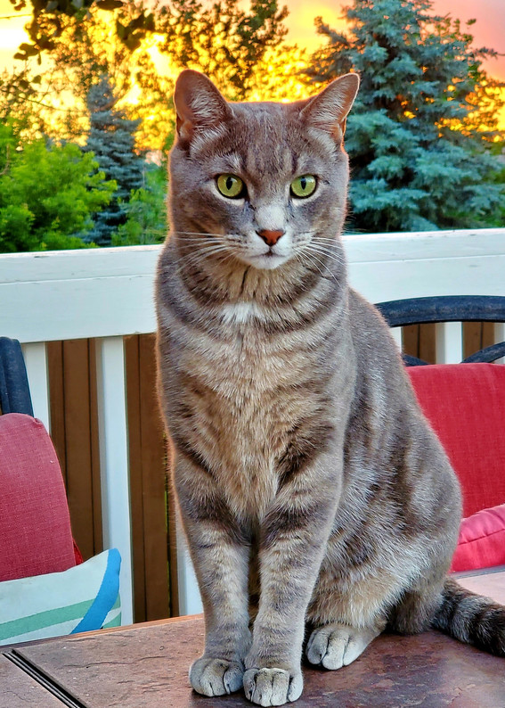Cat Sunset Portrait