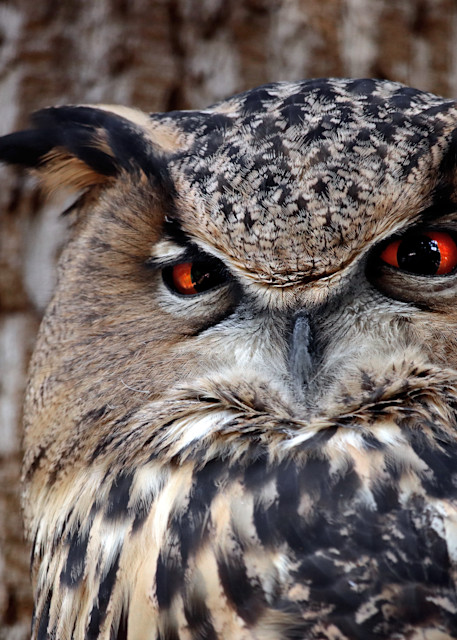 Staring Into The Owl's Soul Photography Art | Austin Marvel