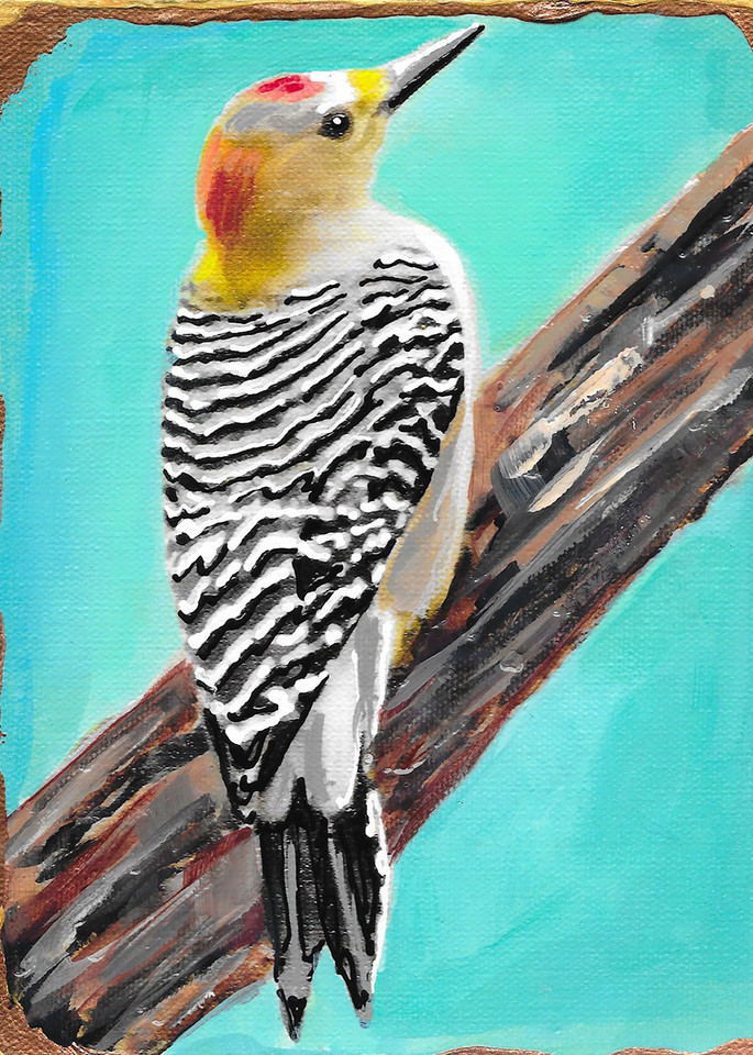 Golden Fronted Woodpecker Art | Channe Felton Fine Art