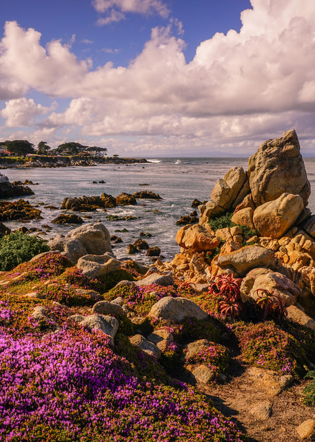 Prolific Ice Plant @ Lovers Point Photography Art | Brad Wright Photography