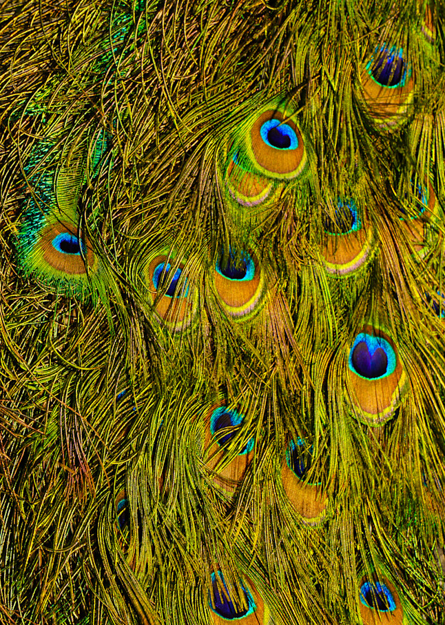 Peacock Feathers Photography Art | Brad Wright Photography