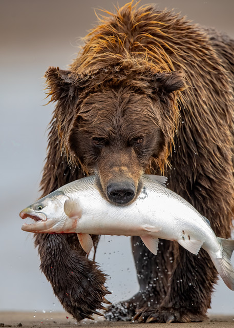 Fisher Bear Photography Art | danieldauria