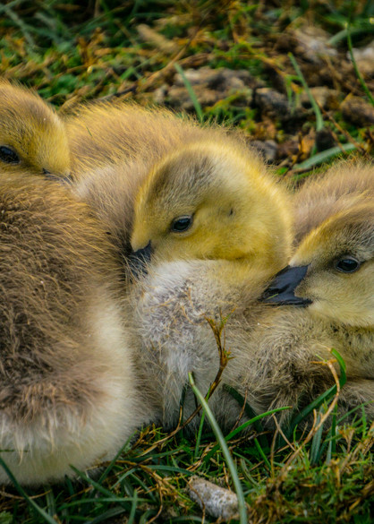 Snuggling Goslings Photography Art | Brad Wright Photography