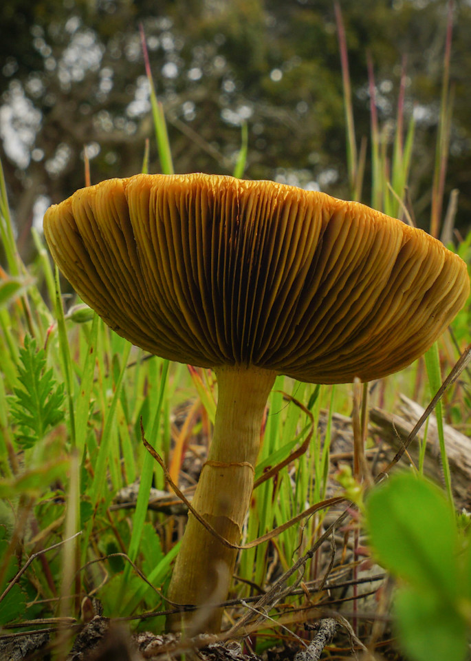 Towering Mushroom Photography Art | Brad Wright Photography