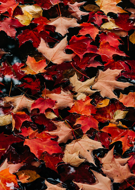 Colors - Autumn Leaves II, photography by Jeremy Simonson.