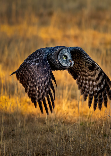 Great Gray Owl In Flight Photography Art | McKendrick Photography