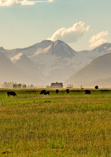 Crested Butte Cows Photography Art | Alex Nueschaefer Photography