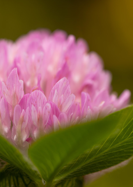 Red Clover flower and leaves - Fine Art photographs for sale.