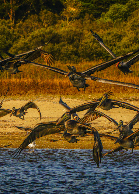Brown Pelicans Take Flight @ Carmel River Beach Photography Art | Brad Wright Photography