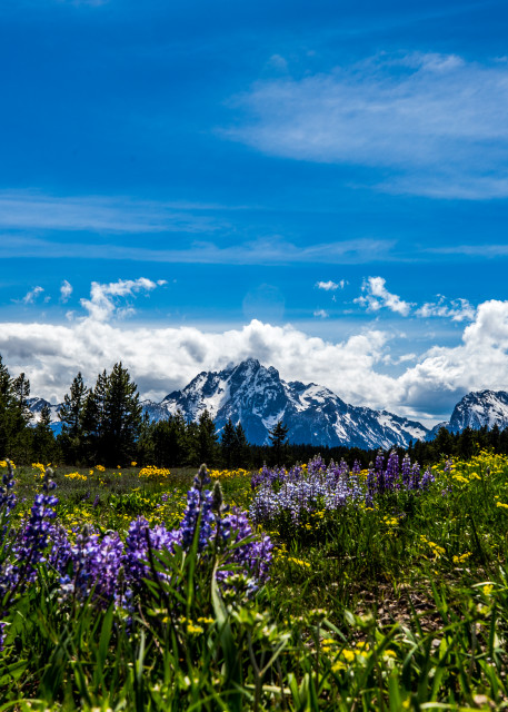 Wildflowers at Grand Teton National Park