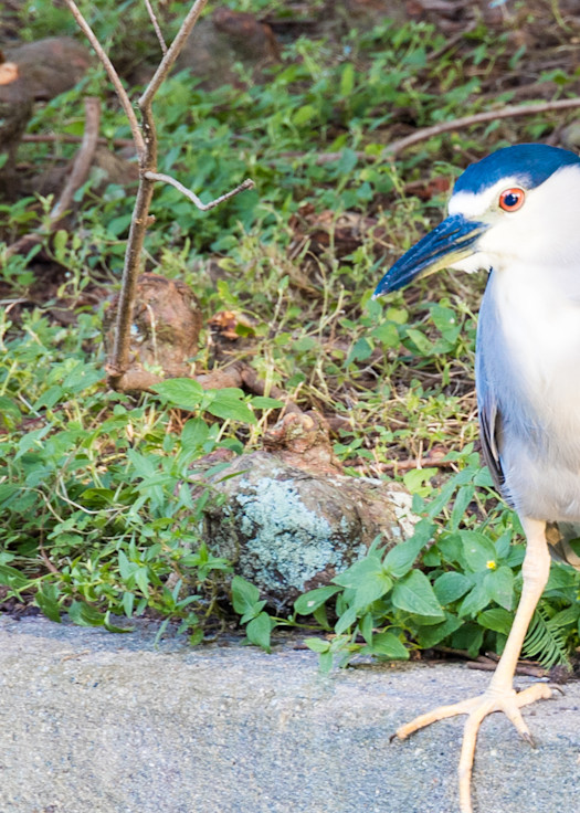 Lafreniere Park Black-crowned Night-Heron Photography Collection | Eugene L Brill