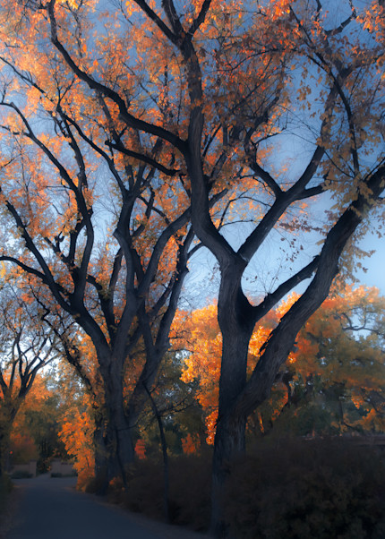 Trees At Dusk Photography Art | Connie Villa Photography