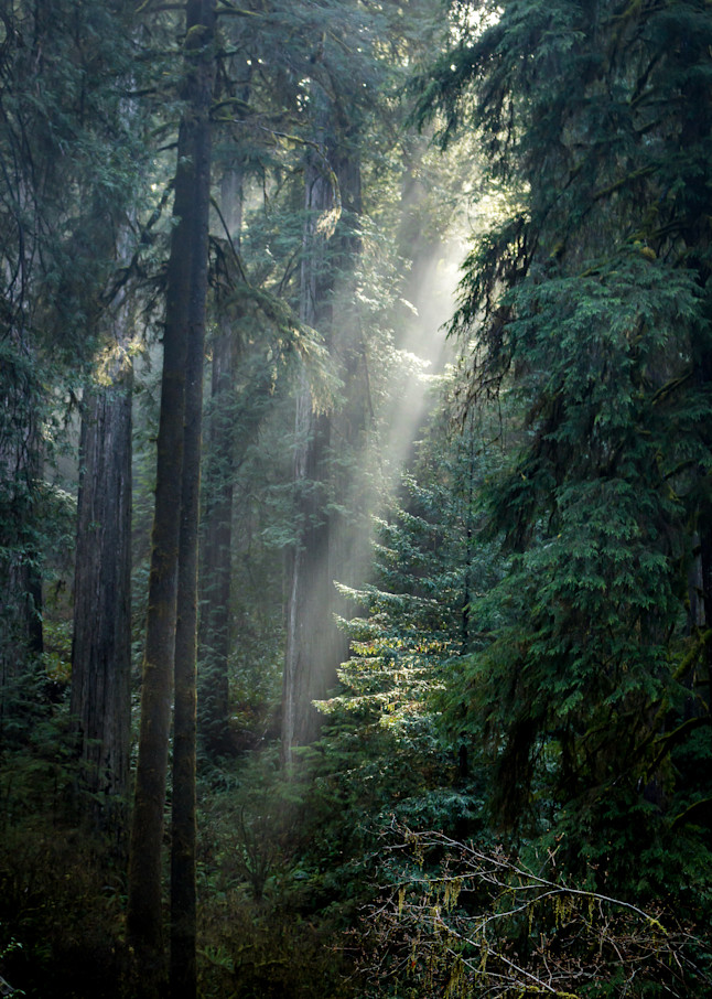 Sunbeams In The Redwood Forest Photography Art | Catherine Balck Photography
