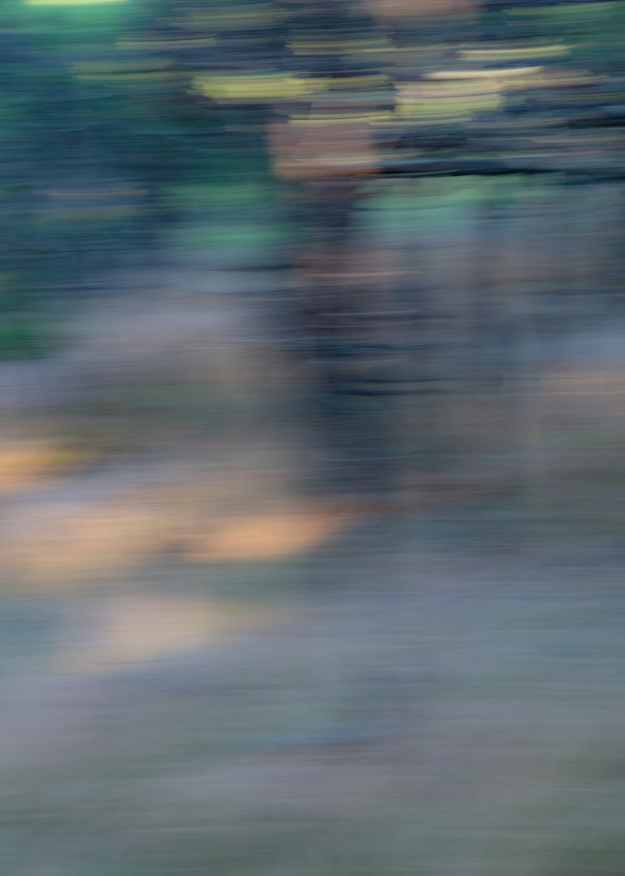 Woodland, intentional blur, impressionistic