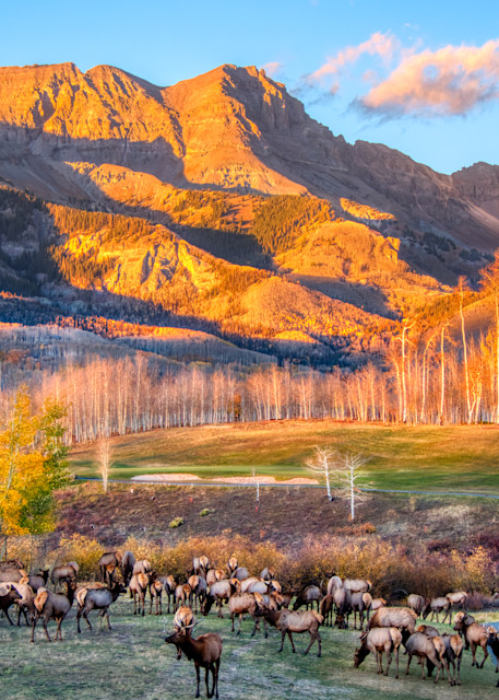 Elk Herd In Mountain Village Photography Art | Peter Batty Photography