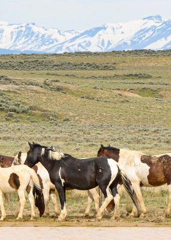 Vo  Mustang Family At The Watering Hole Art | Open Range Images