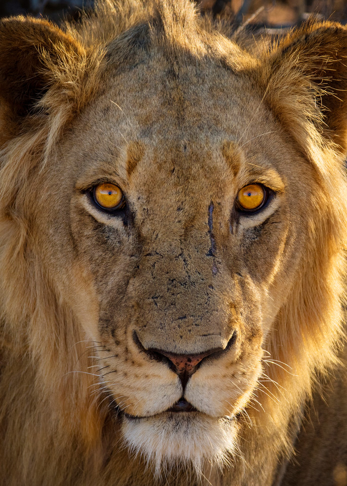 Lion photographed in South Africa by Rob Shanahan