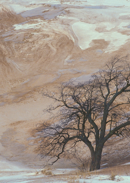Tree, Sand and Dunes