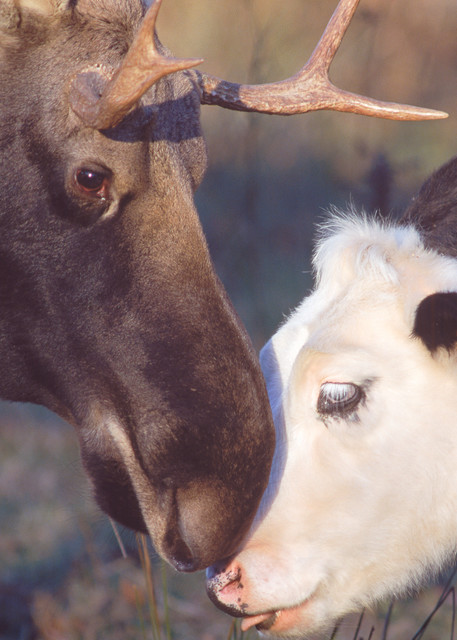 Bull Moose and Heifer