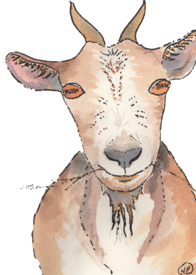 Grinning Goat Art | Color Splash Ranch