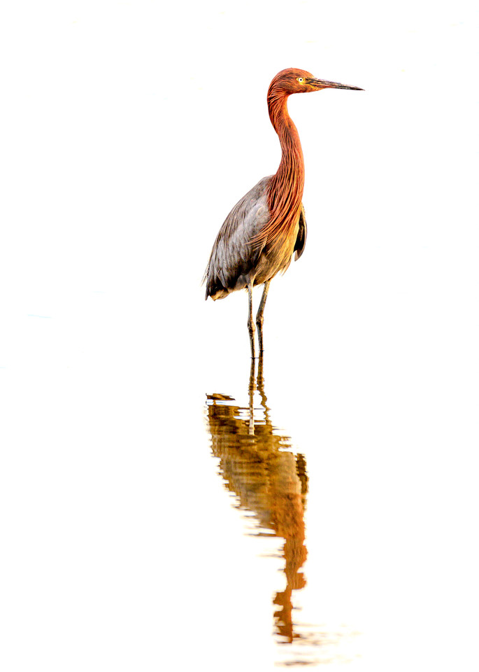 The Wader - Reddish Egret Fine-Art Print