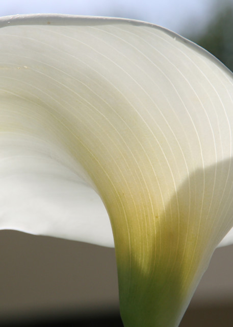 Calla Lily 2 Art | Susan Searway Art & Design