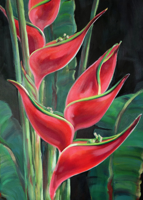 Heliconia Flower Red Painting Print