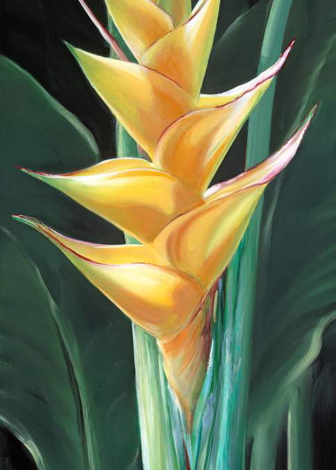 Yellow flower heliconia Hawaii tropical still life