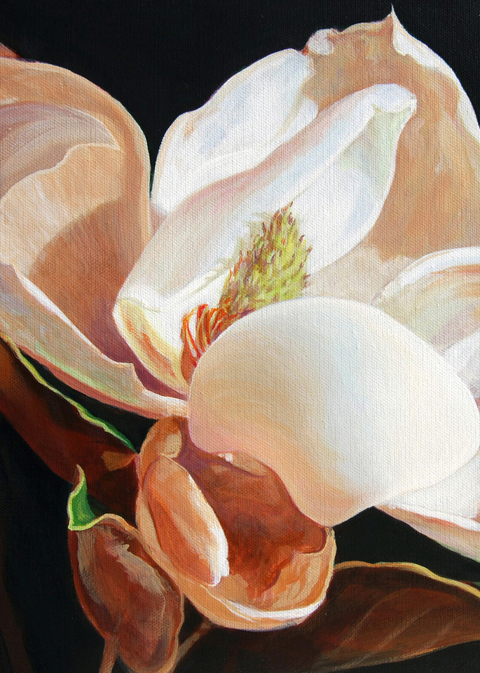 Magnolia Art | Carol Collette 