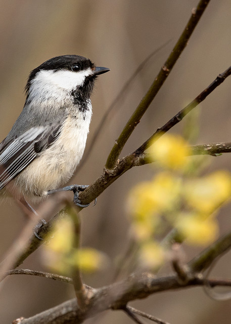 Chickadee in Pussy Willow