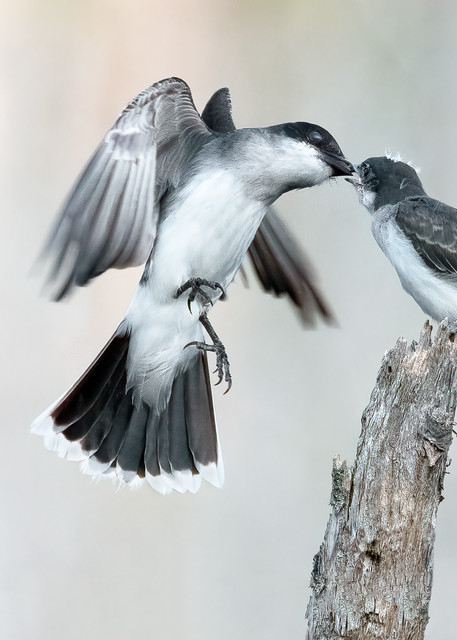 Eastern Kingbird Feeding on the Wing