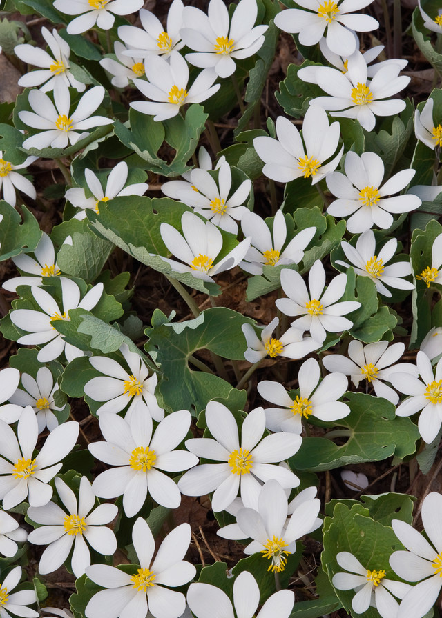 Bloodroot
