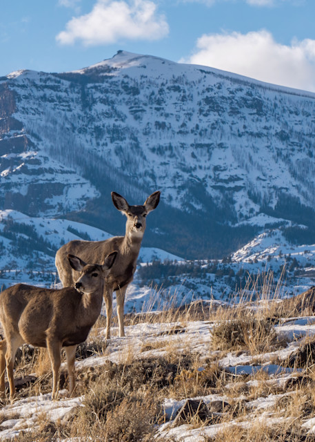 Jim Mountain And Mule Deer Photography Art | SnowMoon Ink, LLC