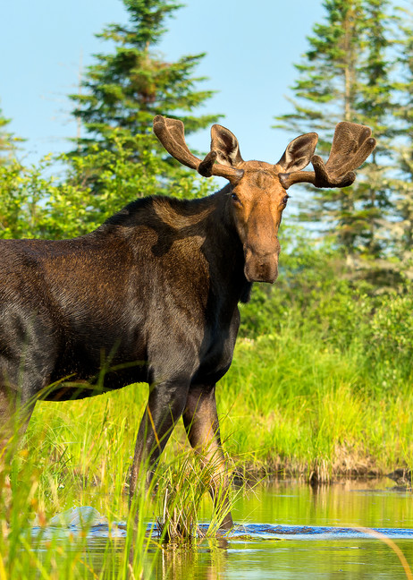 Bull Moose Drift-by
