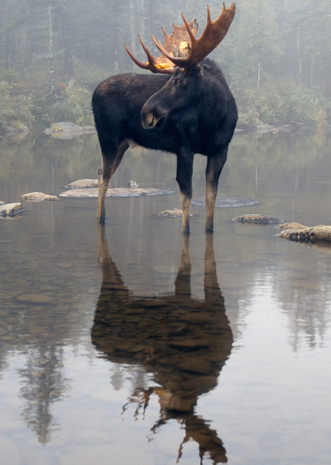 Bull Moose and Reflection