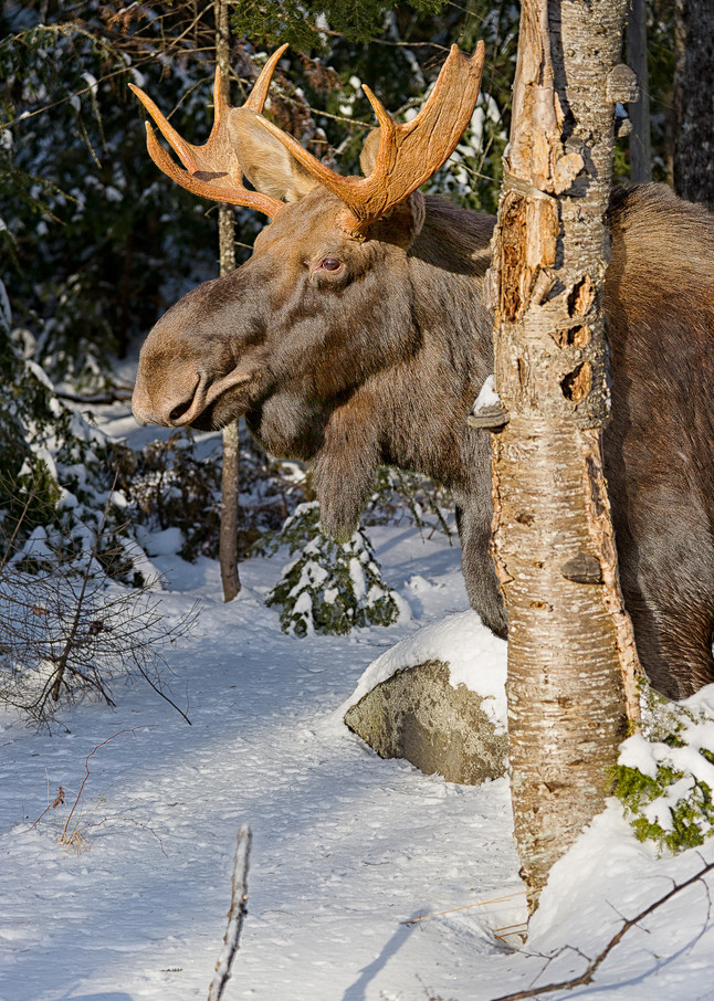 Bull Moose Behind Gray Birch Vertical