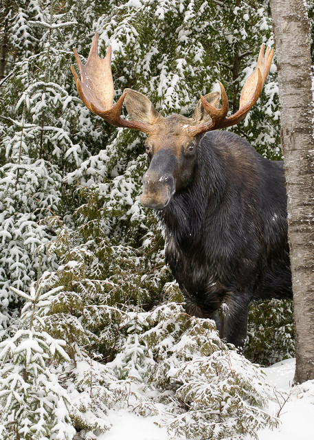 Bull Moose Behind Gray Birch Horizontal