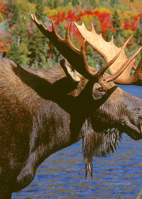 Bull Moose in Autumn Color Portrait