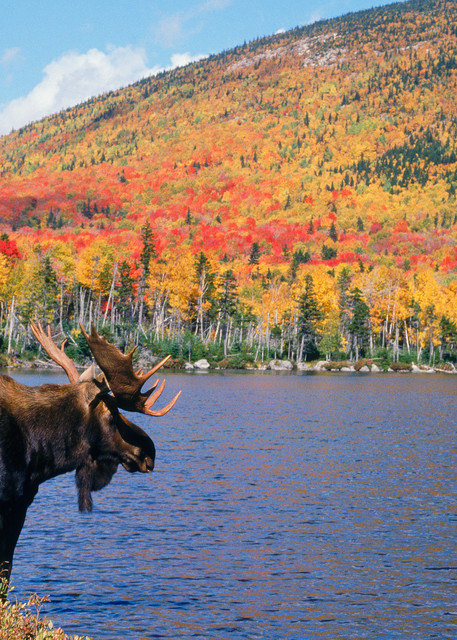Bull Moose in Autumn Color with Mountain